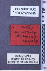 Etiketten zu Agriotes curtus kocheri (Franz, 1967) (NHMW-ZOO-COL-0007144)